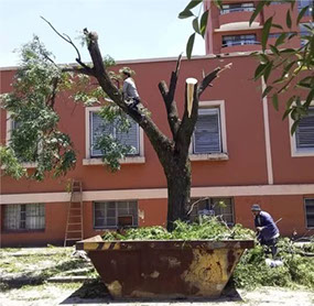 Adonai - Jardinería y Poda de Árboles 