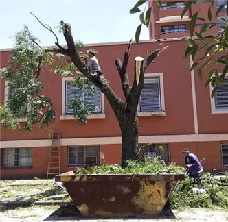 Adonai - Jardinería y Poda de Árboles 