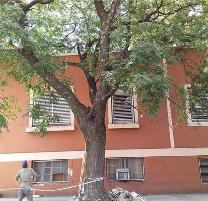 Adonai - Jardinería y Poda de Árboles 