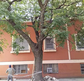 Adonai - Jardinería y Poda de Árboles 