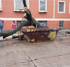 Adonai - Jardinería y Poda de Árboles 