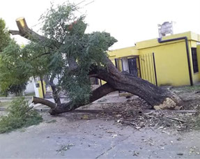 Adonai - Jardinería y Poda de Árboles 