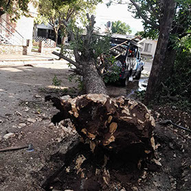 Adonai - Jardinería y Poda de Árboles 