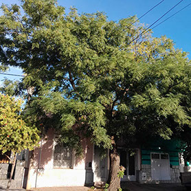 Adonai - Jardinería y Poda de Árboles 