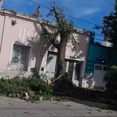 Adonai - Jardinería y Poda de Árboles 