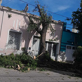 Adonai - Jardinería y Poda de Árboles 