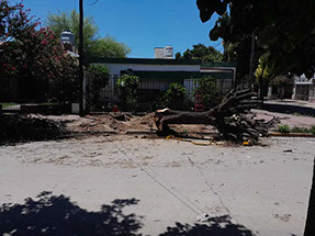 Adonai - Jardinería y Poda de Árboles 