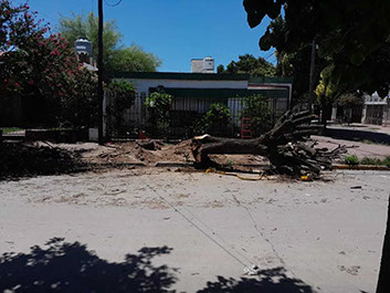 Adonai - Jardinería y Poda de Árboles 