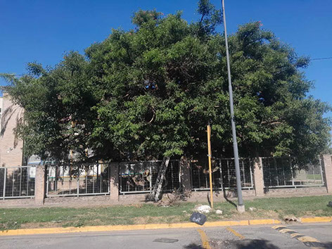 Adonai - Jardinería y Poda de Árboles 